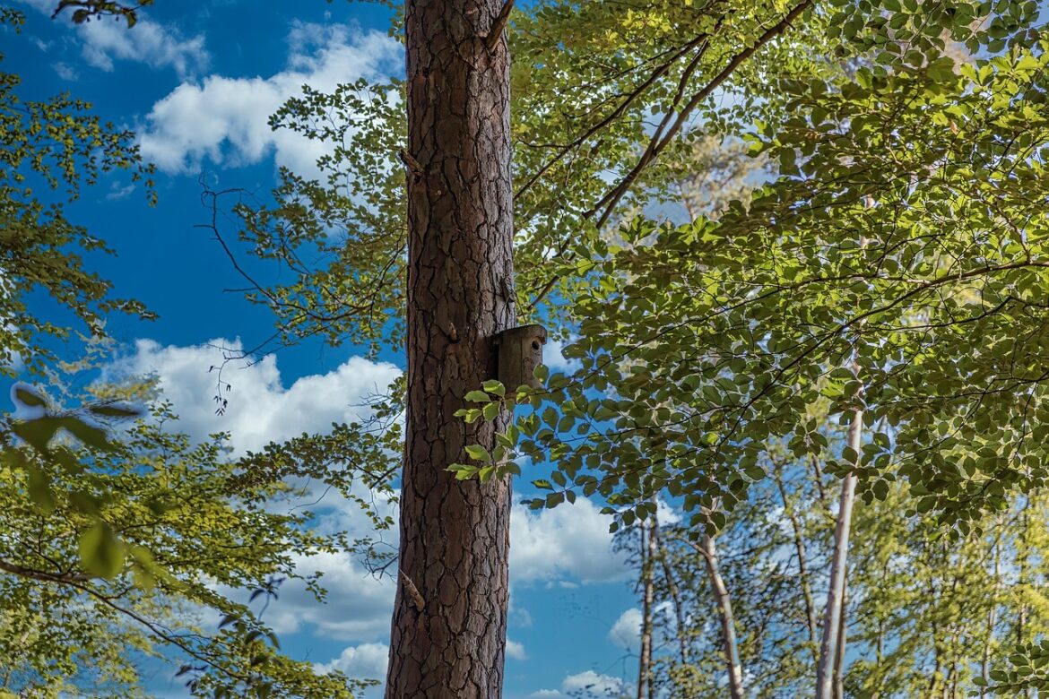 natur, himmel, wald, baum, landschaft, draußen, wald, wald, wald, wald, wald, baum, baum, baum