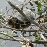 Schildkröte Bad Kreuznach