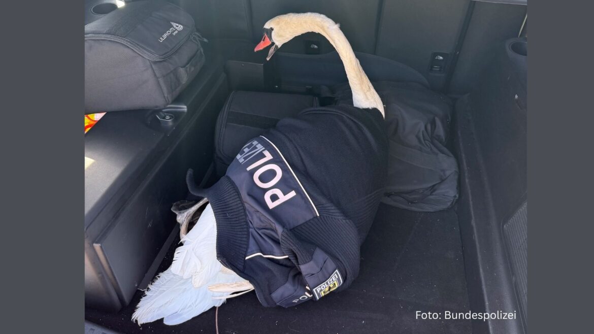 Schwan Wörth