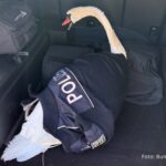Schwan Wörth