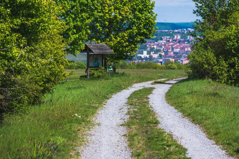 track, way, nature, city, würzburg, wanderlust, landscape, pathway, path, trail, forest, route, road, grass, meadow, travel, franken, bayern, deutschland, germany, hiking, green city, green travel, green road, green path