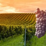 Weinbau 2025 Rheinland Pfalz