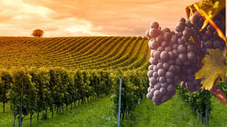 Weinbau 2025 Rheinland Pfalz