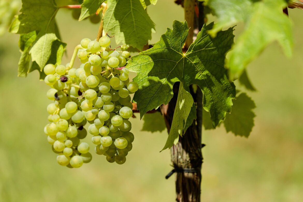 grapes, fruits, vines, winegrowing, green grapes, viticulture, rebstock, agriculture, harvest, produce, organic, agriculture, agriculture, agriculture, agriculture, agriculture