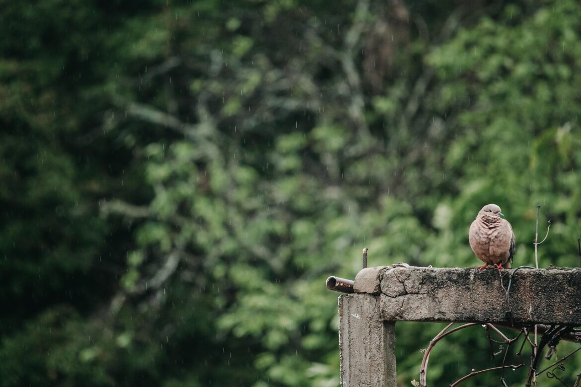 dove, bird, rain, pigeon, animal, wildlife, feathers, plumage, beak, perched, rainy, nature, environment, village, dove, dove, rain, rain, rain, rain, pigeon, pigeon, pigeon, rainy, rainy, rainy, rainy, rainy, environment, village, village, village
