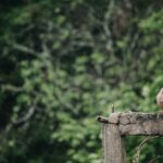 dove, bird, rain, pigeon, animal, wildlife, feathers, plumage, beak, perched, rainy, nature, environment, village, dove, dove, rain, rain, rain, rain, pigeon, pigeon, pigeon, rainy, rainy, rainy, rainy, rainy, environment, village, village, village