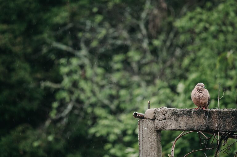 dove, bird, rain, pigeon, animal, wildlife, feathers, plumage, beak, perched, rainy, nature, environment, village, dove, dove, rain, rain, rain, rain, pigeon, pigeon, pigeon, rainy, rainy, rainy, rainy, rainy, environment, village, village, village