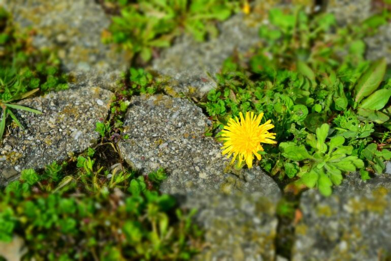 dandelion, setting stones, stones, blossom, bloom, green, parking green