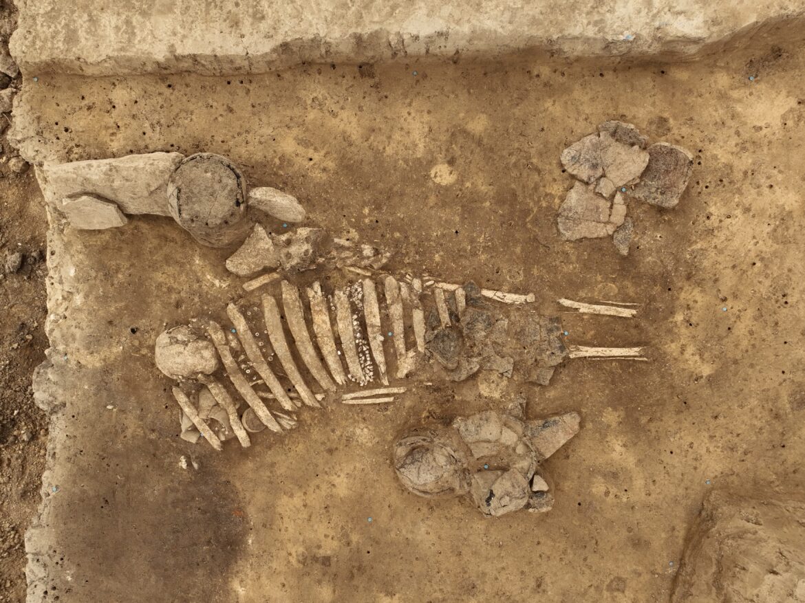  Zwei Startschüsse für Alzey: Feierstunde und Ausgrabungen - Alzey-Worms  Nachrichten