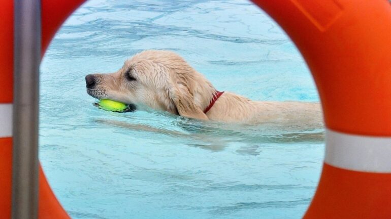 Hundeschwimmen Boppard