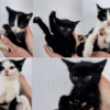 Grolsheimer Katzenbabys