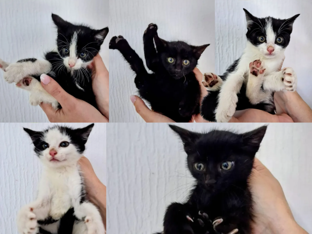 Grolsheimer Katzenbabys