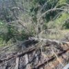 Notbremsung auf der Rhein-Nahe-Bahn wegen umgestürzten Baum