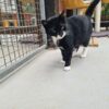 Kater Olger