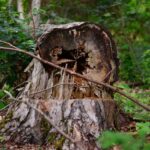 tree, tree damage, favor, storm damage, destruction, destroyed, forestry, overturned, nature, forest