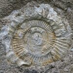 ammonite, fossil, petrification, primeval times, petrified, snail, ammonites, fossils, law, jurassic sea, shell, spiral, decorative, ammonite, ammonite, ammonite, ammonite, ammonite, fossil, fossil, fossil, fossil, fossil, fossils, fossils