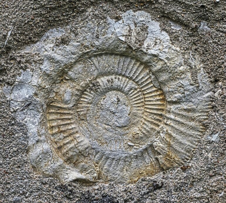 ammonite, fossil, petrification, primeval times, petrified, snail, ammonites, fossils, law, jurassic sea, shell, spiral, decorative, ammonite, ammonite, ammonite, ammonite, ammonite, fossil, fossil, fossil, fossil, fossil, fossils, fossils