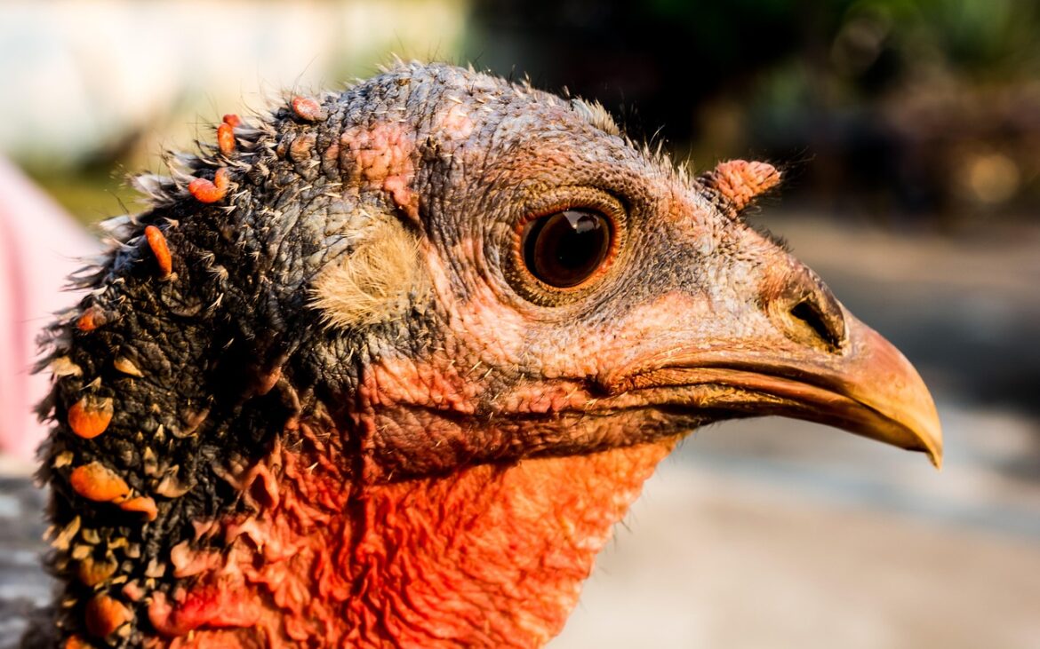 turkey, nature, bird