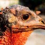 turkey, nature, bird