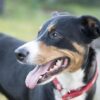 Idar-Oberstein reagiert auf Beschwerden über Hundekot