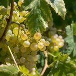 Weintrauben. Partnerschaftsweinberg Berlin-Schöneberg Bad Kreuznach Weinlese 2025