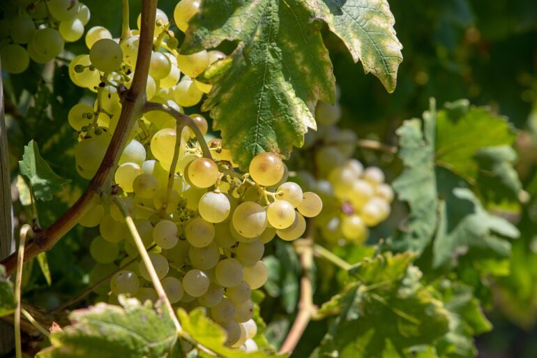Weintrauben. Partnerschaftsweinberg Berlin-Schöneberg Bad Kreuznach Weinlese 2025