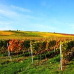 vineyard, vines, wine, fall, agriculture, viticulture, wine growing, vine leaves, yellow, leaves, germany, multicoloured, landscape, nature, coloured, colorful, hill, october, golden, field, green, rheinhessen, autumn impression, rheinhessen, rheinhessen, rheinhessen, rheinhessen, rheinhessen