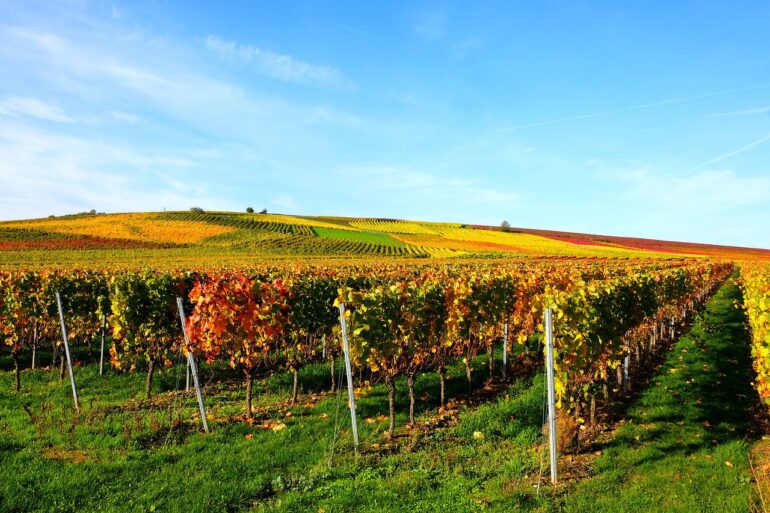 vineyard, vines, wine, fall, agriculture, viticulture, wine growing, vine leaves, yellow, leaves, germany, multicoloured, landscape, nature, coloured, colorful, hill, october, golden, field, green, rheinhessen, autumn impression, rheinhessen, rheinhessen, rheinhessen, rheinhessen, rheinhessen
