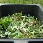 green waste, composting, recycling, green waste, green waste, green waste, green waste, green waste, composting, composting, composting, composting
