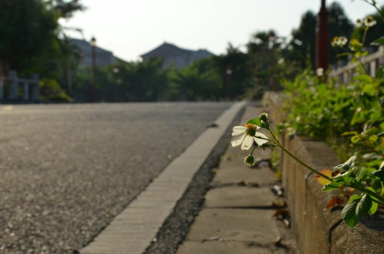 a small white flower sitting on the side of a road