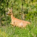 roe deer, chevreuil roe, wild, european roe deer, western roe deer, chevreuil roe deer, deer, capreolus capreolus, capreolus, mammal, animal, nature, wildlife, roe, european, outdoor, fur, alert, herbivore, shy