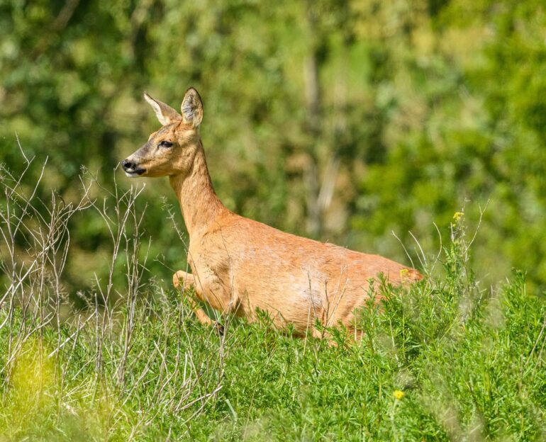 roe deer, chevreuil roe, wild, european roe deer, western roe deer, chevreuil roe deer, deer, capreolus capreolus, capreolus, mammal, animal, nature, wildlife, roe, european, outdoor, fur, alert, herbivore, shy