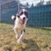Hund Akardi