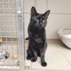Kater Hektor