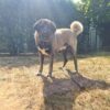 Hund Justus