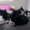 Die “S-Katzenkinder”