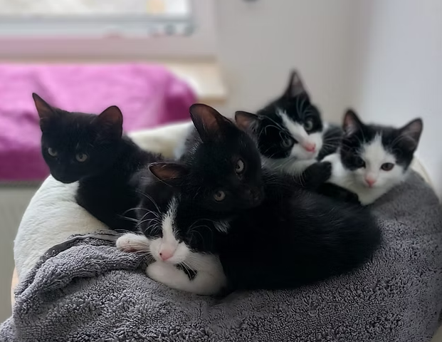 Die “S-Katzenkinder”