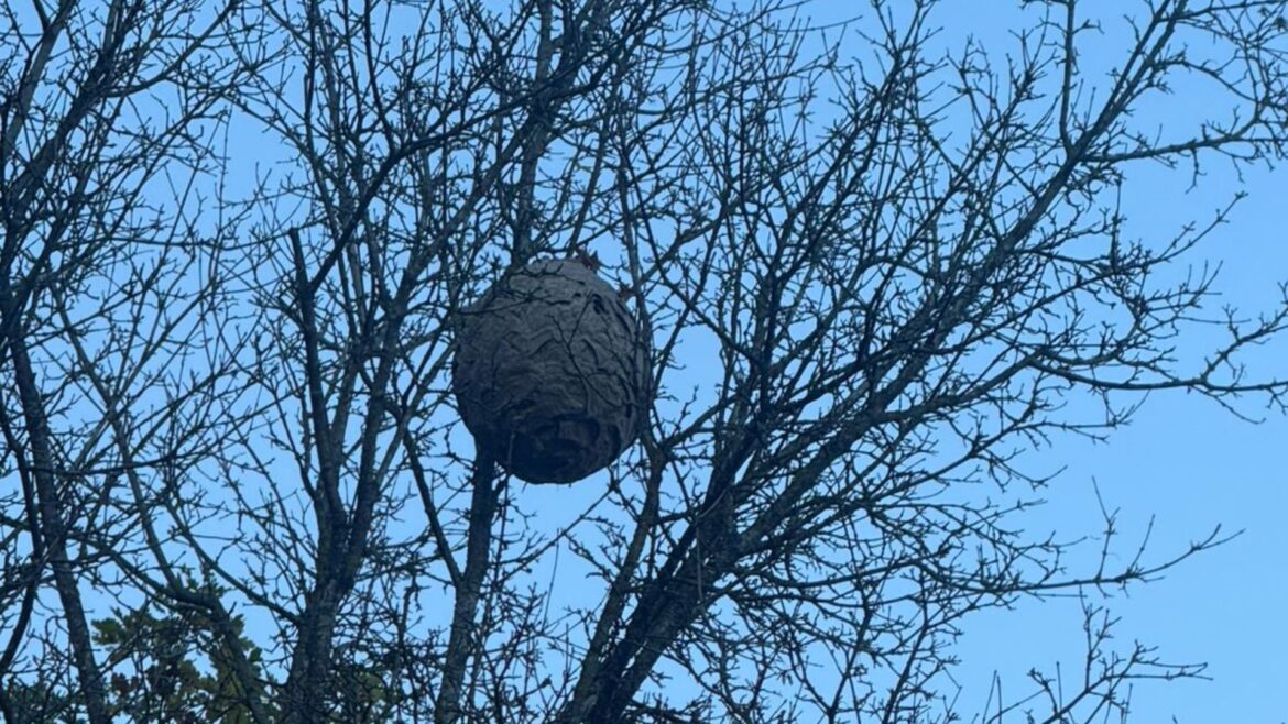 Asiatische Hornisse breitet sich im Kreis Bad Kreuznach weiter aus