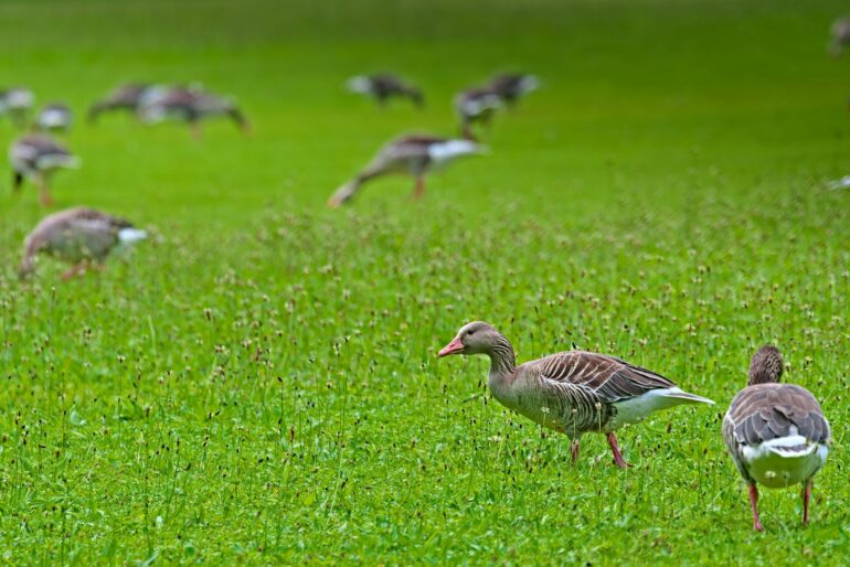 a flock of birds standing on top of a lush green field