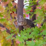 A cat sitting in the middle of a tree