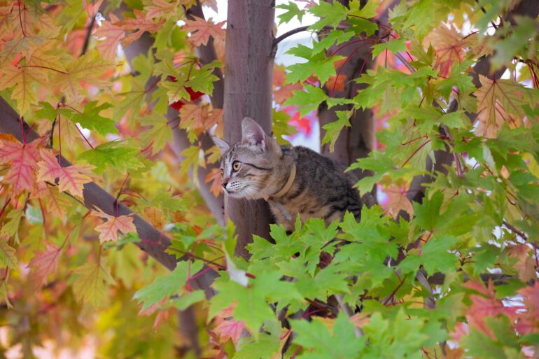 A cat sitting in the middle of a tree