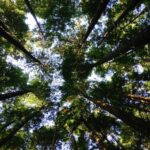 low-angle photography of tall tress during daytime