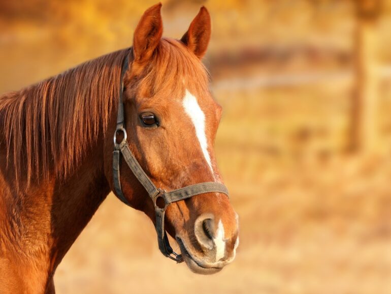 horse, brown, head, brown horse, bridle, equine, farm animal, stallion, animal portrait, horse head, animal, nature, mammal