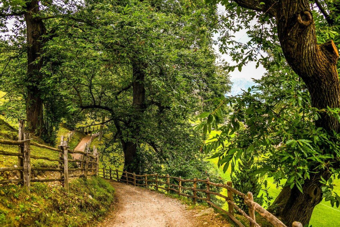 forest path, chestnuts, sweet chestnuts, trail, south-tirol, nature, chestnut tree, sweet chestnuts, chestnut tree, chestnut tree, chestnut tree, chestnut tree, chestnut tree