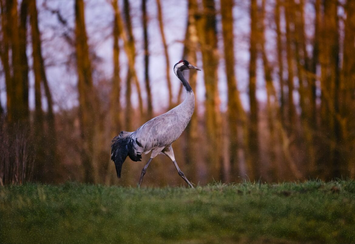 grey and black long beak bird on green grass field during daytime