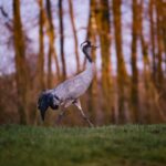 grey and black long beak bird on green grass field during daytime
