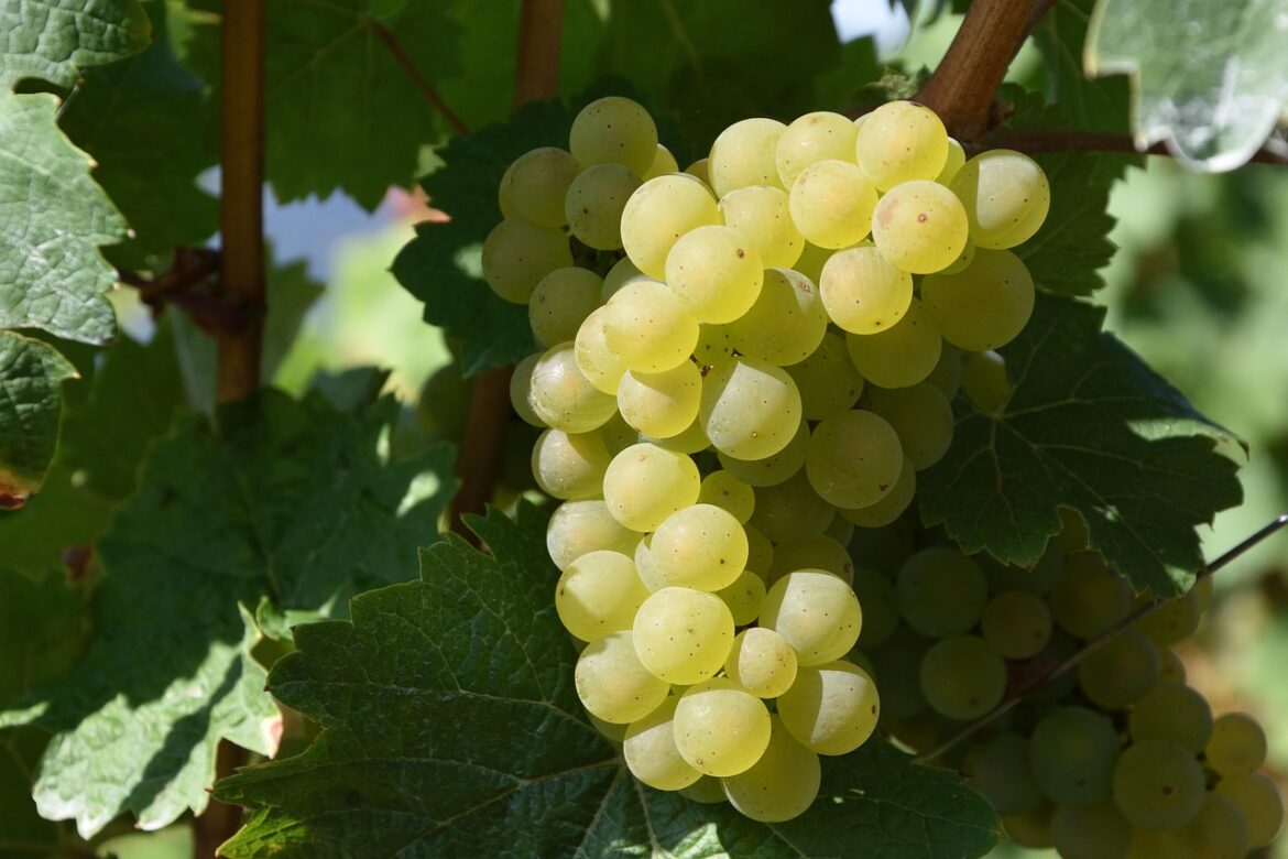 grape, wine growing, white wine, vineyards, white wine, white wine, white wine, white wine, white wine