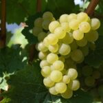 grape, wine growing, white wine, vineyards, white wine, white wine, white wine, white wine, white wine