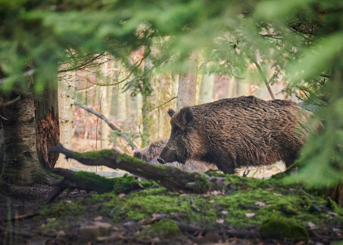 animal, nature, mammal, wild boar, pig, species, fauna, wildlife