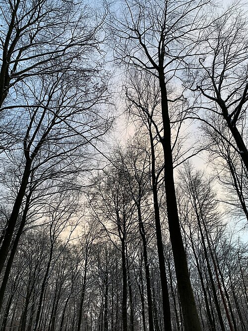 Winter-Kraftorte in Rheinland-Pfalz laden zu ruhigen Momenten ein - Regional Nachrichten